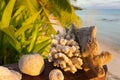 Coral and shells rest on a bungalow deck railing in front of palm trees and a sandy beach and blue oceanon the island of Fakarava