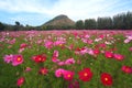A landscape view of cosmos flower field
