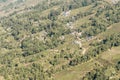 Landscape view of Darang Tea Garden, Himachal Pradesh, North-East India. Here follows 7 step process of tea-making involves