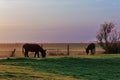 A landscape view of donkeys grazing at sunset Royalty Free Stock Photo