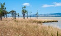 Landscape view of the dried grass on the shore of Lake Wairarapa in New Zealand with cabbage trees Royalty Free Stock Photo