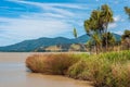 Landscape view of the dried grass on the shore of Lake Wairarapa in New Zealand with cabbage trees Royalty Free Stock Photo