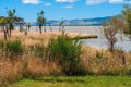 Landscape view of the dried grass on the shore of Lake Wairarapa in New Zealand with cabbage trees Royalty Free Stock Photo