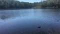 Landscape view of ducks swimming on Lake Beedelup Pemberton Western Australia