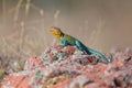 Landscape view of eastern collared lizard Royalty Free Stock Photo