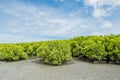 Landscape view of ebb tide time of Mangrove forest and blue sky, Nature outdoor