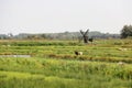 Landscape view of farm field with sheeps and windmill, Zaanse Schans, Netherlands.