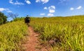 Farmer field in Azuero Peninsula, in Panama