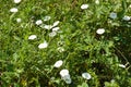 Landscape view of field bindweed with selective focus on the foreground