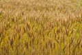Landscape with a view of the field with ripe wheat.,wheat Royalty Free Stock Photo