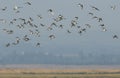 A landscape view of a flock of beautiful Curlew Numenius arquata flying in the blue sky.