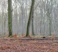 Landscape view of fog or mist in beech tree forest during early morning in remote nature conservation woods or Royalty Free Stock Photo