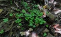 Landscape view of a forest floor with germinating coffee seeds and mushrooms Royalty Free Stock Photo