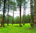 landscape view of a forest having long straight pine and deodar tree