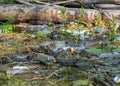Landscape with a view of the forest river reflection, old logs have fallen into the river, waste in the river water, old bottles Royalty Free Stock Photo