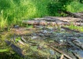 Landscape with a view of the forest river reflection, old logs have fallen into the river, waste in the river water, old bottles Royalty Free Stock Photo