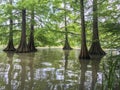 Swamp trees standing in water