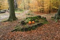 A landscape view of a forest in the UK in Autumn with two carved pumpkins places amongst the roots of the trees.