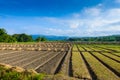 Landscape view of a freshly growing agriculture vegetable Royalty Free Stock Photo