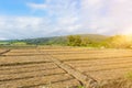 Landscape view of a freshly growing agriculture vegetable Royalty Free Stock Photo