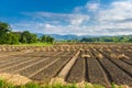 Landscape view of a freshly growing agriculture vegetable Royalty Free Stock Photo