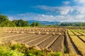 Landscape view of a freshly growing agriculture vegetable Royalty Free Stock Photo