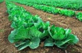 Landscape view of a freshly growing cabbage field Royalty Free Stock Photo