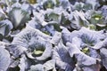 Landscape view of a freshly growing cabbage field. Royalty Free Stock Photo