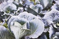 Landscape view of a freshly growing cabbage field. Royalty Free Stock Photo