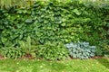 Landscape view of garden wall outside a yard in summer. Natural big growing group of leafs and cut grass getting Royalty Free Stock Photo