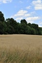 The General Field in Summer, Town of Groton, Middlesex County, Massachusetts, United States