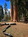 The landscape view of Giant Forest Sequoia in USA Royalty Free Stock Photo