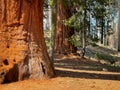 The landscape view of Giant Forest Sequoia in USA Royalty Free Stock Photo