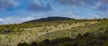 Landscape View of Giant Groundsel Dendrosenecio Kilimanjari at Kilimanjaro National Park, Tanzania