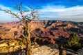 Landscape view of Grand canyon with dry tree in foreground Royalty Free Stock Photo