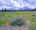 Purple flowers and the Teton Mountains Royalty Free Stock Photo