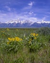 Yellow flowers and the Teton Mountains Royalty Free Stock Photo