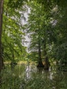 Swamp trees standing in water