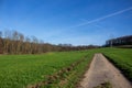 Landscape view of green grass field with blue skybackground