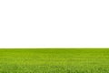 Landscape view of green grass on field isolated on white background Royalty Free Stock Photo