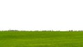 Landscape view of green grass on field isolated on white background Royalty Free Stock Photo