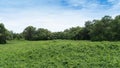 Landscape view of green grass that grows densely and fertile. Surrounded by tall mangroves. Royalty Free Stock Photo