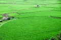 Landscape view of green Rice field Royalty Free Stock Photo