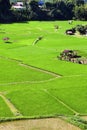 Landscape view of green Rice field Royalty Free Stock Photo