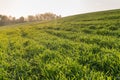 Landscape view of green winter crops field in spring Royalty Free Stock Photo