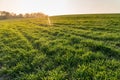 Landscape view of green winter crops field in spring Royalty Free Stock Photo