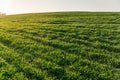 Landscape view of green winter crops field in spring Royalty Free Stock Photo