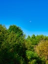 Landscape View of Green and Yellow Leaves in Trees with a Bright Blue Sky Royalty Free Stock Photo