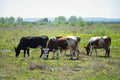 Landscape view group of cows eating the grass in the meadow Royalty Free Stock Photo