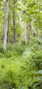 Landscape view of a hardwood tree forest in summer. Deserted and secluded woodland used for adventure and walking for Royalty Free Stock Photo